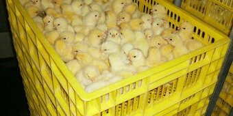 jednodňové brojlerove kurčatá, kuriatka / morky