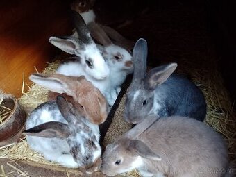 Predám králiky rôznych plemien a sfarbenia