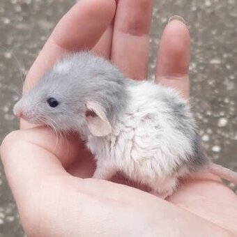 ❤ NOVÉ VRHY Dumbo, velveteen potkaníky