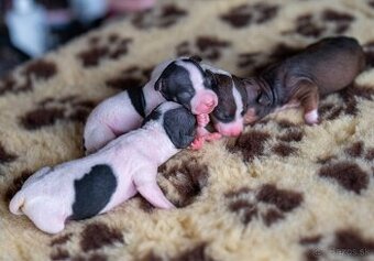 Americký bezsrstý teriér