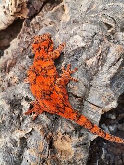 Gargoyle gecko , Pagekon hrbolkohlavý Blotched