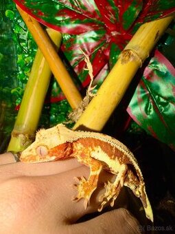 Terárium + Pagekon riasnatý