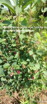 Muchovník - amelanchier - indianska čučoriedka