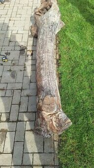 Kmene rôznych druhov stromov