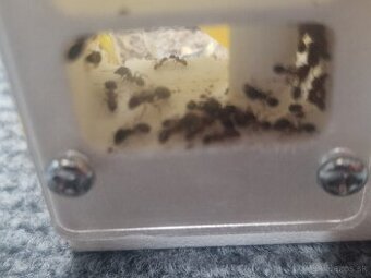 Pheidole Indica - Invazivný Druh
