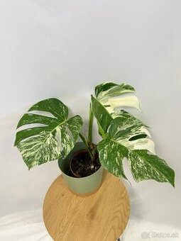 Monstera Deliciosa Albo variegata (50 cm)