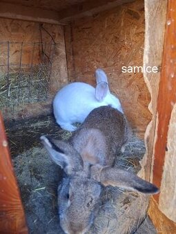 Predám mladej zajace