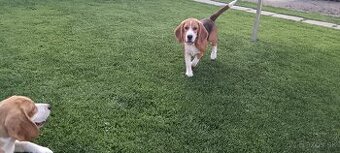 Beagle