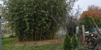 Mrazuvzdorný bambus - Phyllostachys