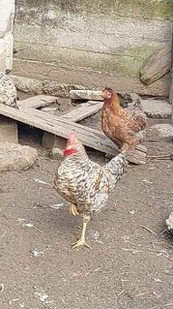 Predám kohútov Green shell.