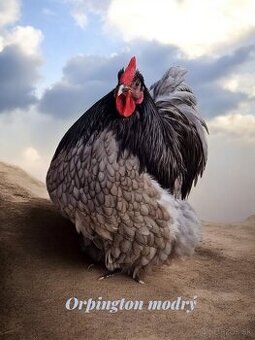Kohút Orpingtonka modrá