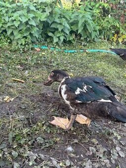 Predám kačice sedemmesačné narodené v máji