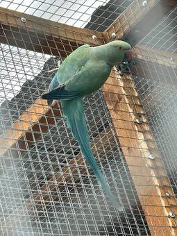 Alexander Malý Modrý 2024 Samica