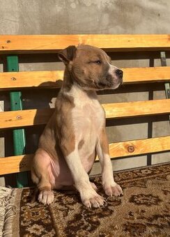 Americký stafordsirsky terier, Stafford, amstaf