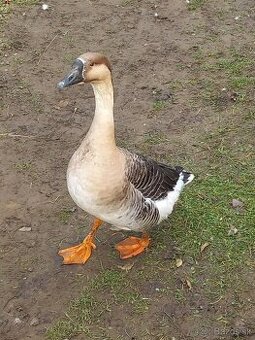 Predam alebo vymením hus