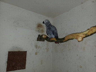 Predám samičku Žako kongo