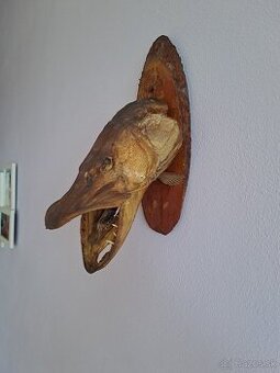 preparovaná šťuka