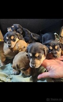 Jazvečik kratkosrsty