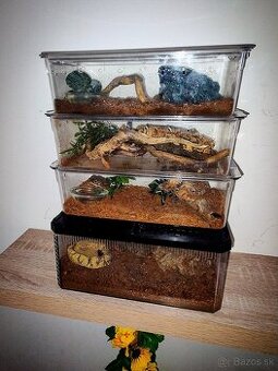 Pavúk, Vtáčkar , Tarantula , Terárium , Mnohonožky , Hmyz