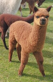 Lama alpaka