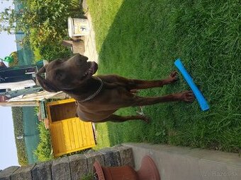 DOBERMAN