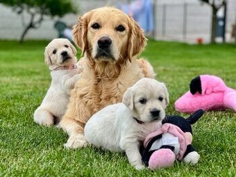 Zlatý retriever šteniatka s PP