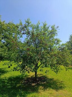 Domáce višne - nestriekane