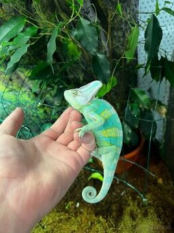 Chameleon - 1