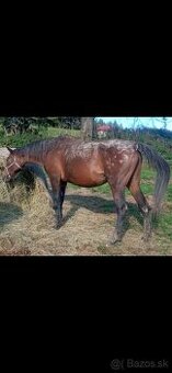 Predám kobylu