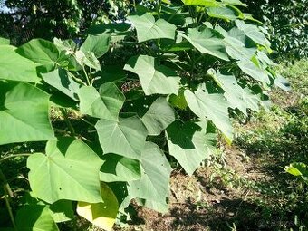 Predám Paulownia