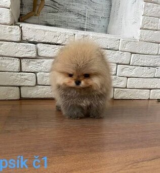 Pomeranian mini Orange