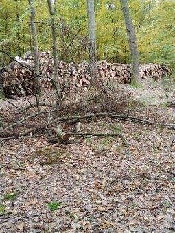 Čistenie pozemkov od náletových drevin