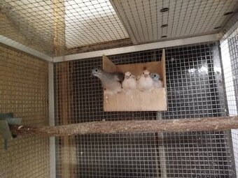 Holubok mierový -Geopelia placida