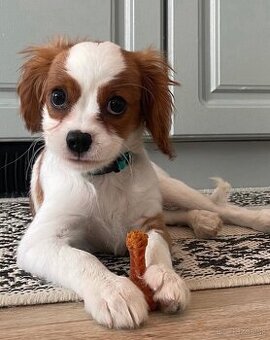 Šteniatko Cavalier King Charles.