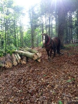 Ťažný žrebec (predám alebo vymením)