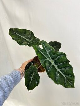 Alocasia chantrieri