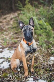 Belgický ovčiak - malinois sučka s PP