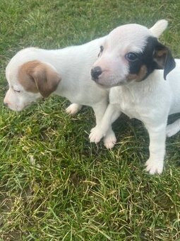 šteniatka Jack Russell teriér
