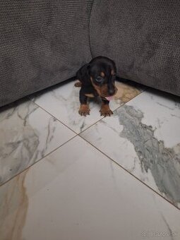 Jazvecik trpaslici-psik