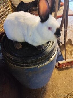 Kalifornský králik