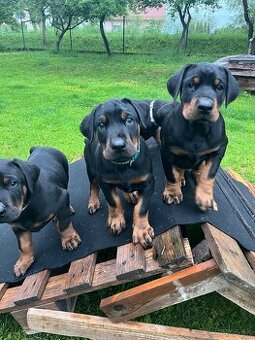 Doberman šteniatka