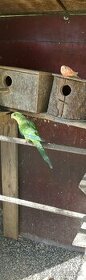 Baraband - papagáj nádherný - 1