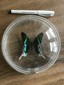 Motýľ v sklenom kruhovom ráme