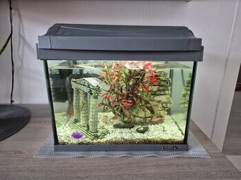 Predam akvarium Tetra