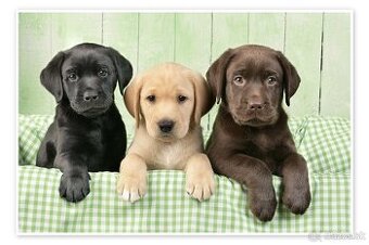 Kúpim šteniatko labradora