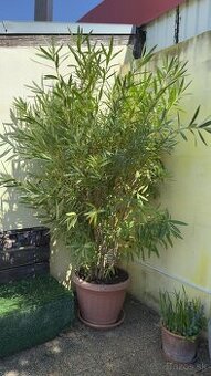 Oleander na kmienku - krása Stredomoria u Vás doma