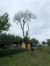Rizikove pílenie a výrub stromov