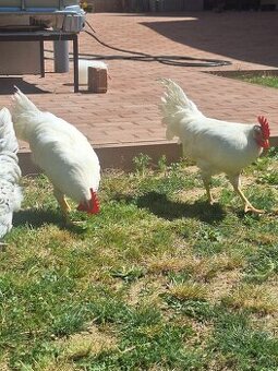 Kohuty leghorn, australorp