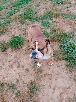 Anglický buldog