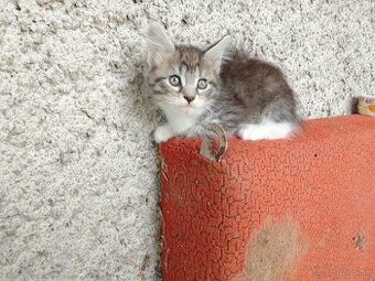 Mainska myvalia (maine coon) - 1